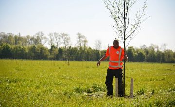 Natuurherstel Hilvarenbeek