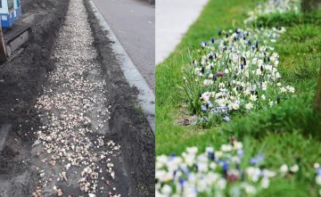 Nog eens 1.100.000(!) ‘bijen-bollen’ geplant in Breda