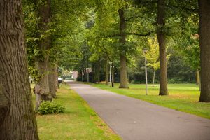 Bomenbeheer-T&G-Groep