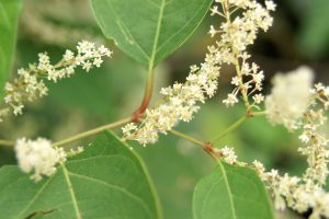 Fallopia_japonica-Japanse-Duizendknoop