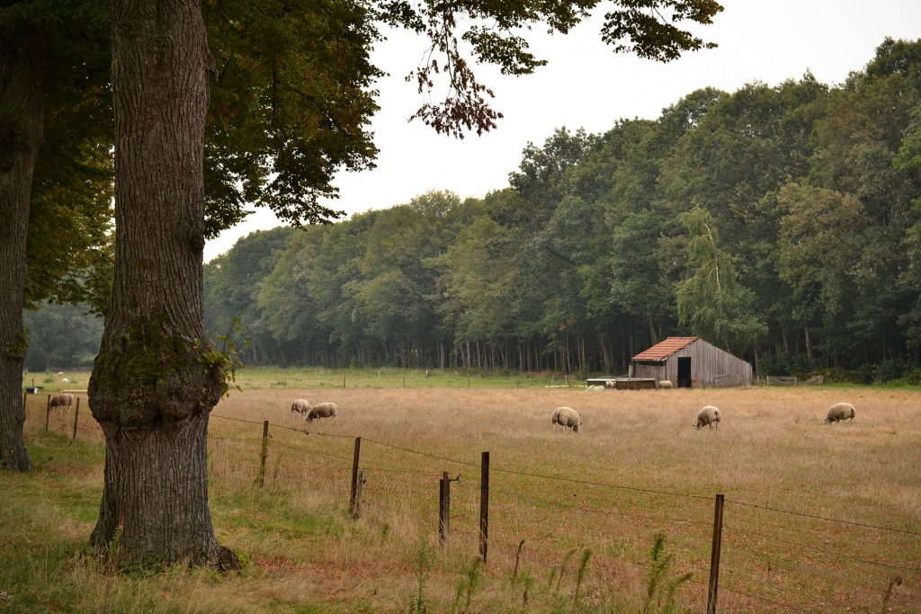 HuizePadua_Schapen