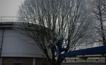 De nieuwe Wet natuurbescherming en het onderhoud van bomen