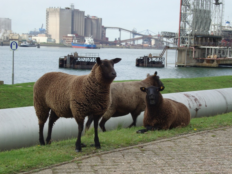 Schapen doen hovenierswerk