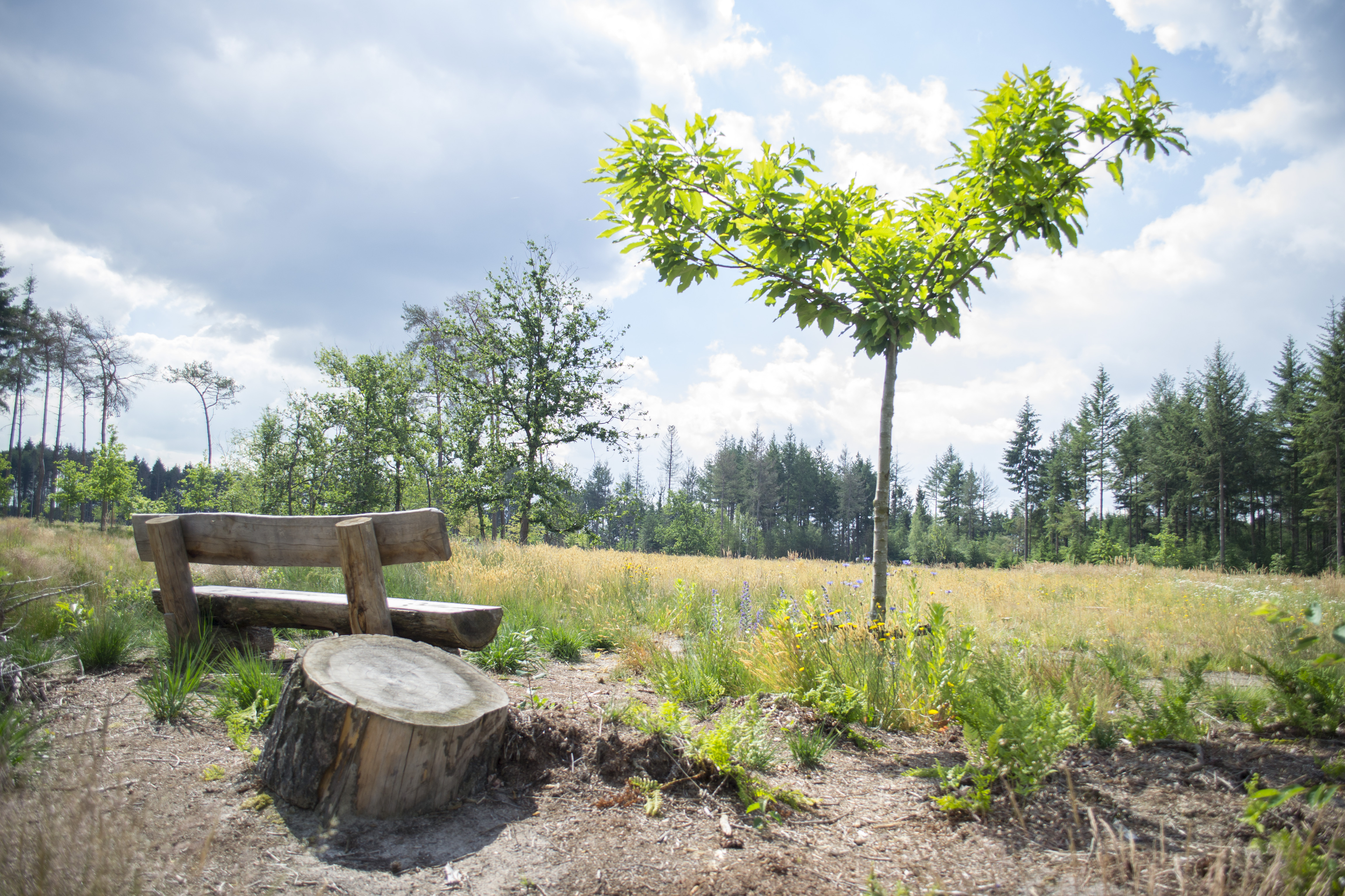 Natuurbegraafplaats Schoorsveld