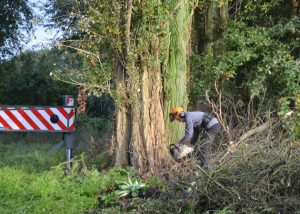 Bomen rooien