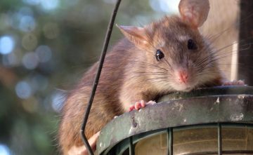 Duurzame plaagdierenbestrijding middels IPM (Integrated Pest Management)